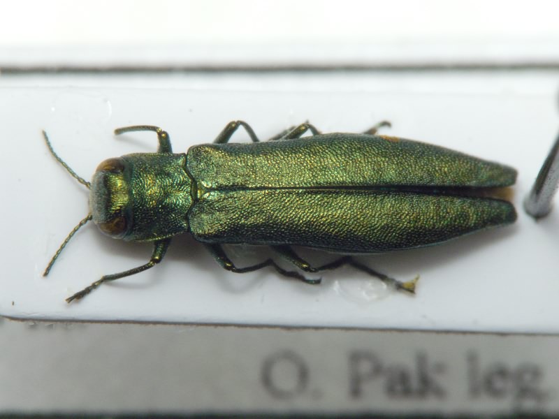 Agrilus tschitscherini Semenov, 1895